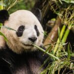 La rivoluzione delle cellule staminali: iPSC dai panda giganti