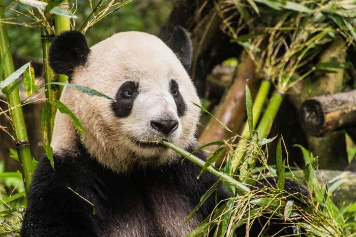 Giant Panda (Ailuropoda melanoleuca) che mangia il bamboo presso la Base di Ricerca sulla Riproduzione del Panda Gigante a Chengdu, Cina