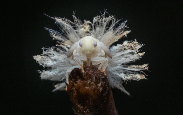 Un primo piano della coda lanuginosa e cerosa di una ninfa bianca.