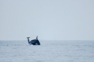 La foto mostra un primo piano di un'orca che salta fuori dall'acqua mentre spinge in aria un delfino scuro. L'animale ha la schiena rivolta principalmente verso la fotocamera, ma si può vedere il suo volto colpire il delfino che è capovolto di fronte a lei.