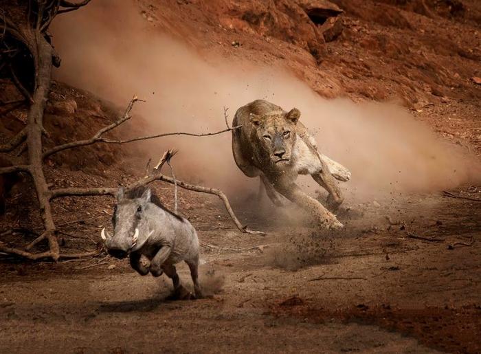 Un leone furioso predatore inseguita di un facocero da una montagna ripida in una spruzzata polverosa di piccoli frammenti di pietra, in Africa.