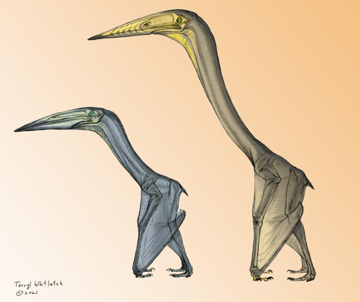 Inabtanin alarabia VS Arambourgiania philadelphiae, alias, battito VS planata.