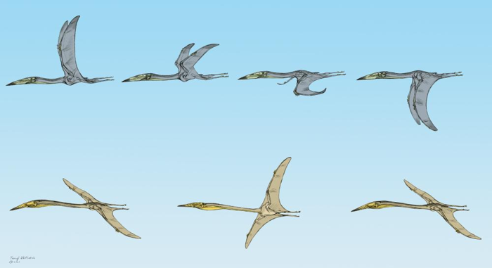 pterosauri che dimostrano stili di volo a battito e planata