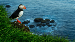 puffin-season-iceland-m.png