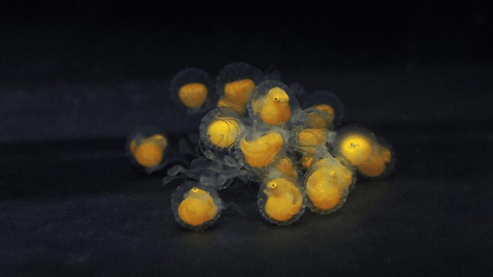 baby red handfish still in their eggs with tiny yellow bodies