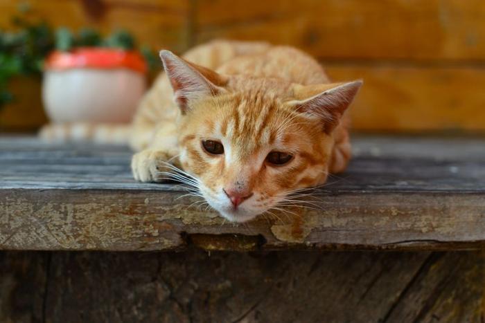 Un gatto rosso giace sul bordo di un gradino con un'espressione facciale molto triste. Sullo sfondo c'è un vaso rosso e bianco con foglie verdi.