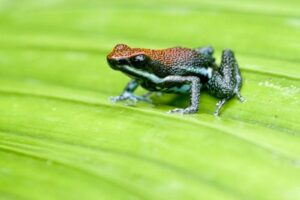 La rana velenosa sanguigna è un mimetico di Bates.