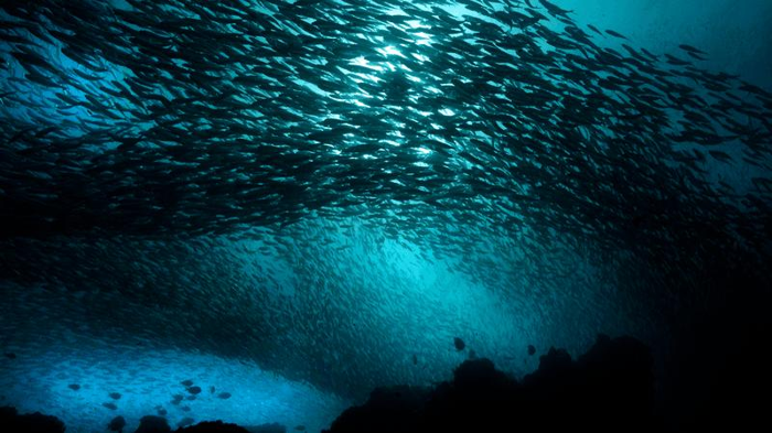 un'enorme scuola di aringhe in un mare blu