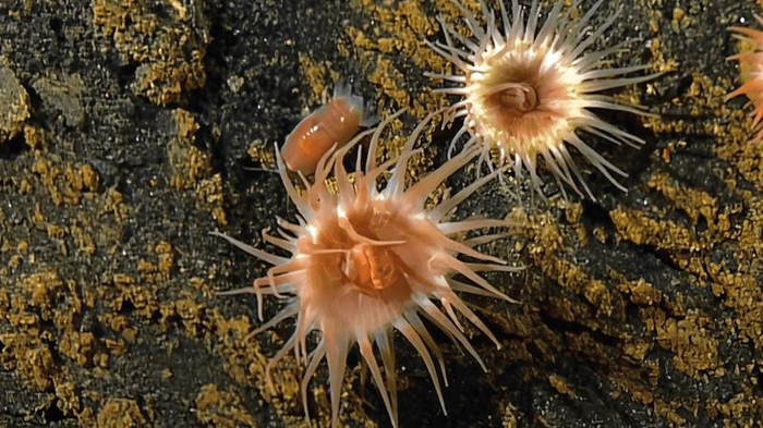 Anemone di mare e isopode rosa al centro dell'immagine. Una anemone più piccola e bianca è anche accanto alla coppia.