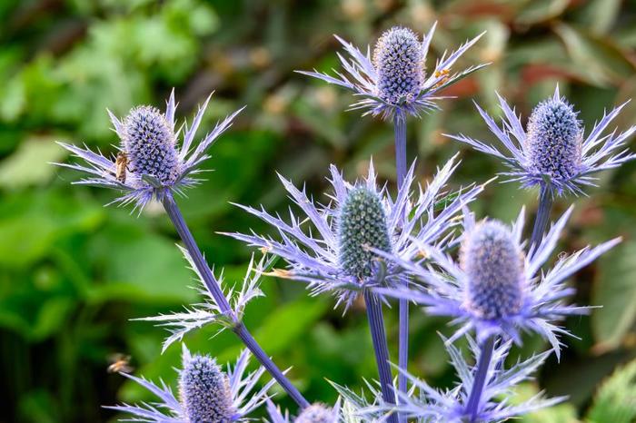 sea-holly-m.jpg