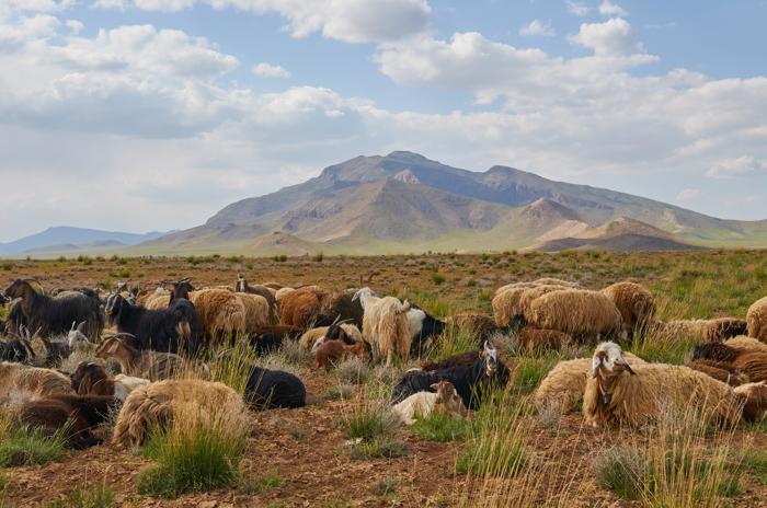 Le capre si rilassano sulle Montagne Zagros nel sud-ovest dell'Iran.