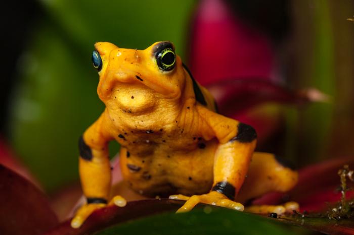 Rana dorata panamense in pericolo critico (Atelopus zeteki) in cattività, in un recinto dello zoo