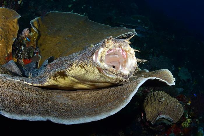 Un wobbegong su un corallo con la bocca spalancata