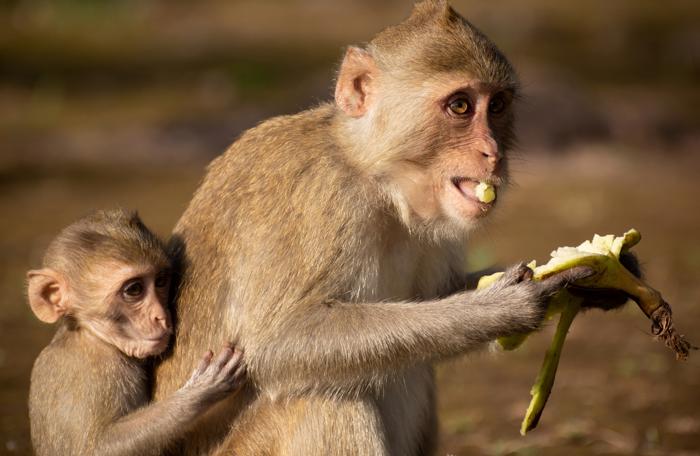 scimmia madre che mangia una banana, che ha sbucciato da quello che gli umani considerano tipicamente il fondo, con il suo cucciolo sulla schiena