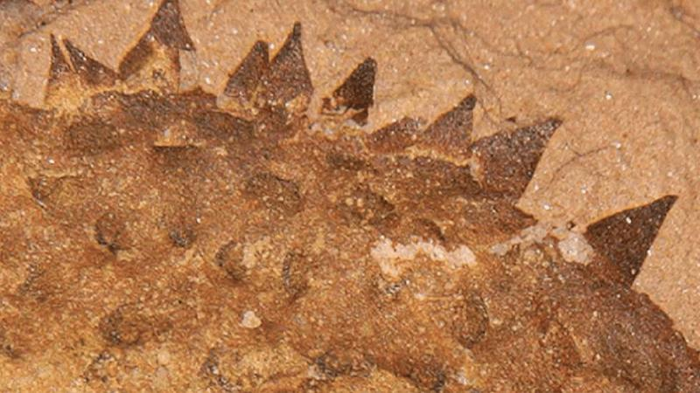 un fossile di lumaca spinosa