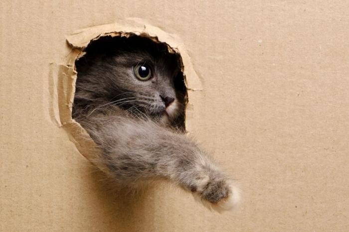 small-gray-kitten-stuck-its-muzzle-and-paws-out-window-cut-out-in-cardboard-m-1.jpg