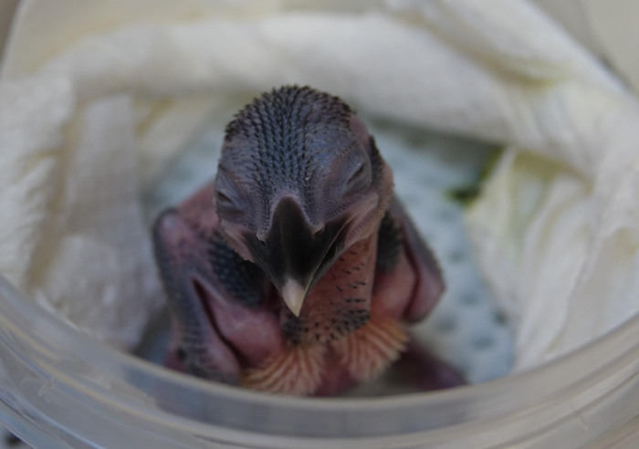 Small featherless smug Guam kingfisher chick