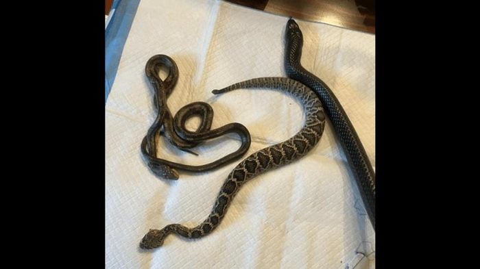 un serpente indaco accanto a due serpenti che ha mangiato e rigurgitato, uno dei quali era ancora vivo