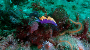 spanish-shawl-sea-slug-m.png