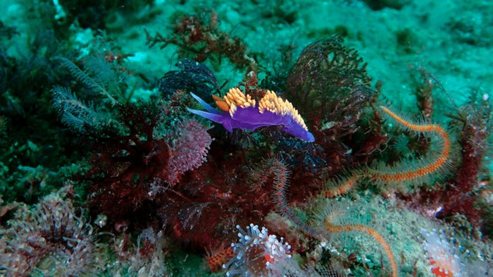 un club marino viola e arancione brillante su una roccia