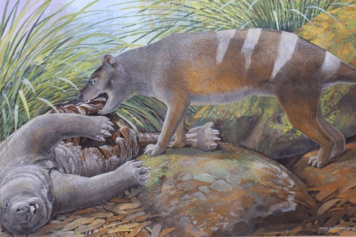 tasmanian-tiger-feeds-on-a-wombat-m.png