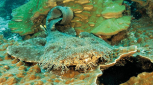 Il Tasselled Wobbegong giace su un corallo con molte sezioni frastagliate intorno al viso che lo aiutano a mimetizzarsi.