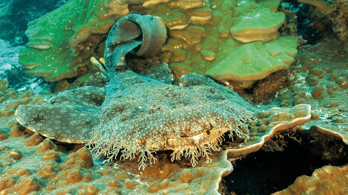 tasselled-wobbegong-m.png