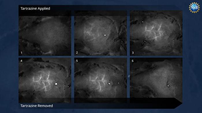 Immagini in time-lapse dei vasi sanguigni nel cervello appena sotto il cranio di un topo sedato, rivelate senza alcuna chirurgia, incisioni o danni alle ossa o alla pelle del topo. Colorando reversibilmente i tessuti con FD & C Yellow 5 e utilizzando una tecnica chiamata imaging del contrasto a sparpagliamento laser, i ricercatori dell'Università di Stanford hanno osservato il flusso sanguigno all'interno di questo cervello vivente.