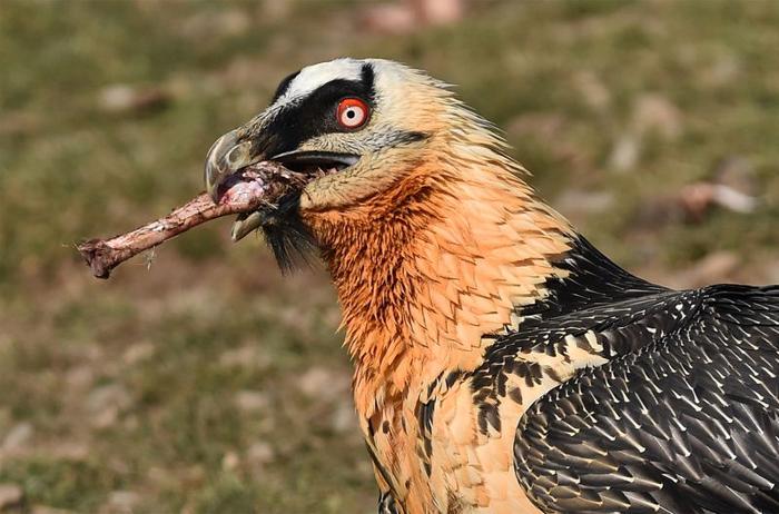 un avvoltoio barbuto in Spagna con un osso in bocca.