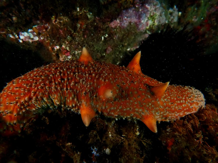 un nudibranco grumoso arancione chiamato cetriolo di mare verrucoso