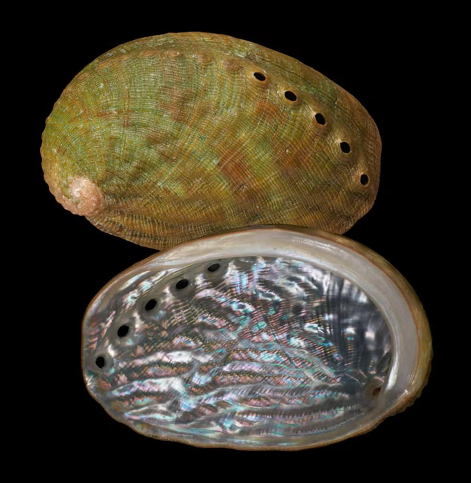 nuova specie di abalone dalla Nuova Zelanda