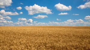 Paesaggio con un campo di grano dorato e cielo blu.