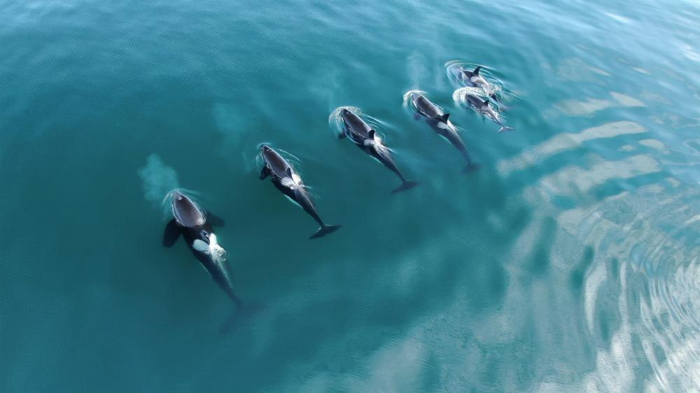 un branco di sei orche che nuotano in mare