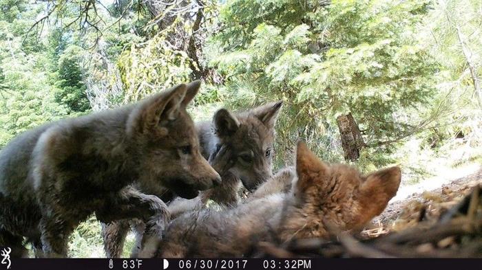 Cuccioli di lupo in California dalla cucciolata del branco di Lassen del 2017.