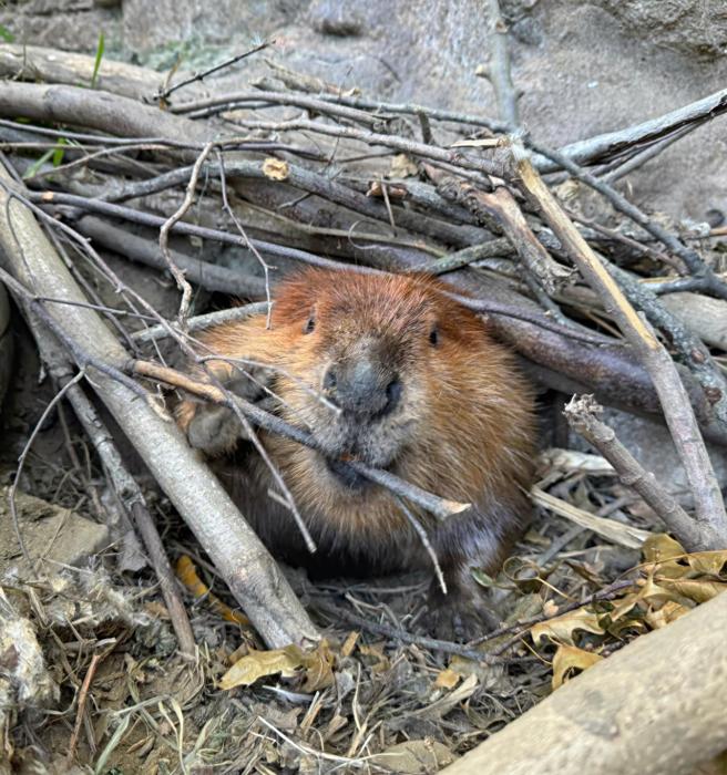 Immagine di un castoro parzialmente nascosto in un mucchio di rami, che rosicchia un ramo