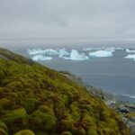 L’Antartide sta diventando verde più velocemente del previsto