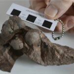 Scoperte in Cina le uova di dinosauro più piccole di sempre