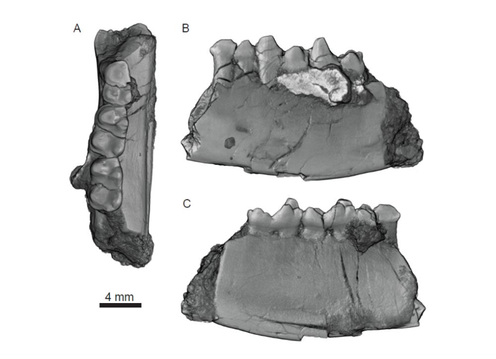 tre angolazioni di un frammento di mascella con alcuni molari di un mammifero che viveva nelle paludi 75 milioni di anni fa