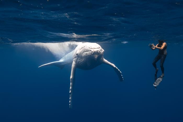 subacqueo in acqua con giovane balenottera bianca