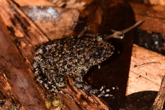 un rospo dentato con pelle maculata nera e marrone su una foglia