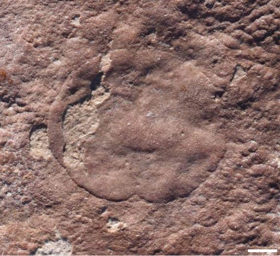 Uno dei fossili di Quaestio simpsonorum delle colline Ediacaran. La cresta sembra potrebbe essere solo un rigonfiamento nel terreno sottostante, ma è visibile in tutti gli esempi.