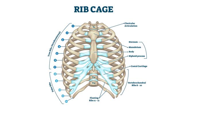 Un'illustrazione che mostra l'anatomia di una gabbia toracica.