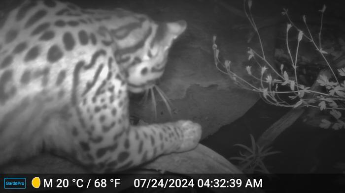 Ocelot rilevato sulla telecamera del sentiero nel sud-est dell'Arizona