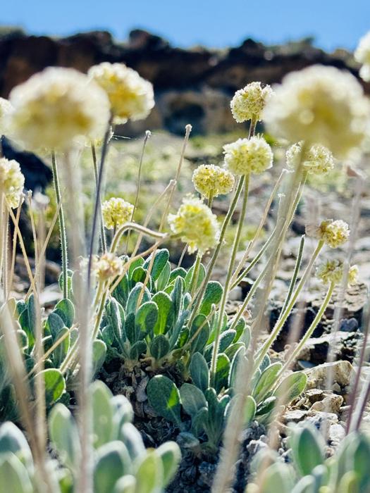 La buckwheat di Tiehm è una specie di pianta fiorita trovata solo nella Silver Peak Range della Contea di Esmeralda, Nevada