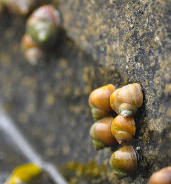 Un gruppo di lumache marine dell'ecotipo delle onde (Littorina saxatilis) su uno scoglio roccioso.