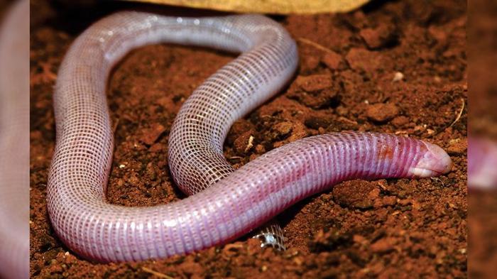 fotografia di Amphisbaena amethysta