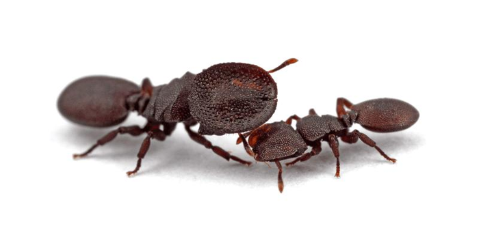 ants-m.png