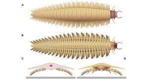 illustrazione di Arthropleura, un insetto simile a millepiedi-centopiedi