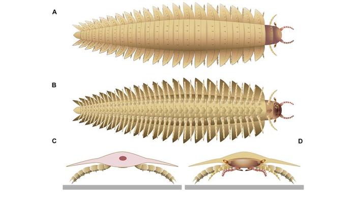 arthropleura-m.jpg