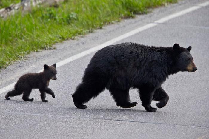 Orsa nera (ursus americanus) femmina e cucciolo dell'anno che attraversano la strada, parco nazionale di Yellowstone, Wyoming, Stati Uniti d'America, America del Nord